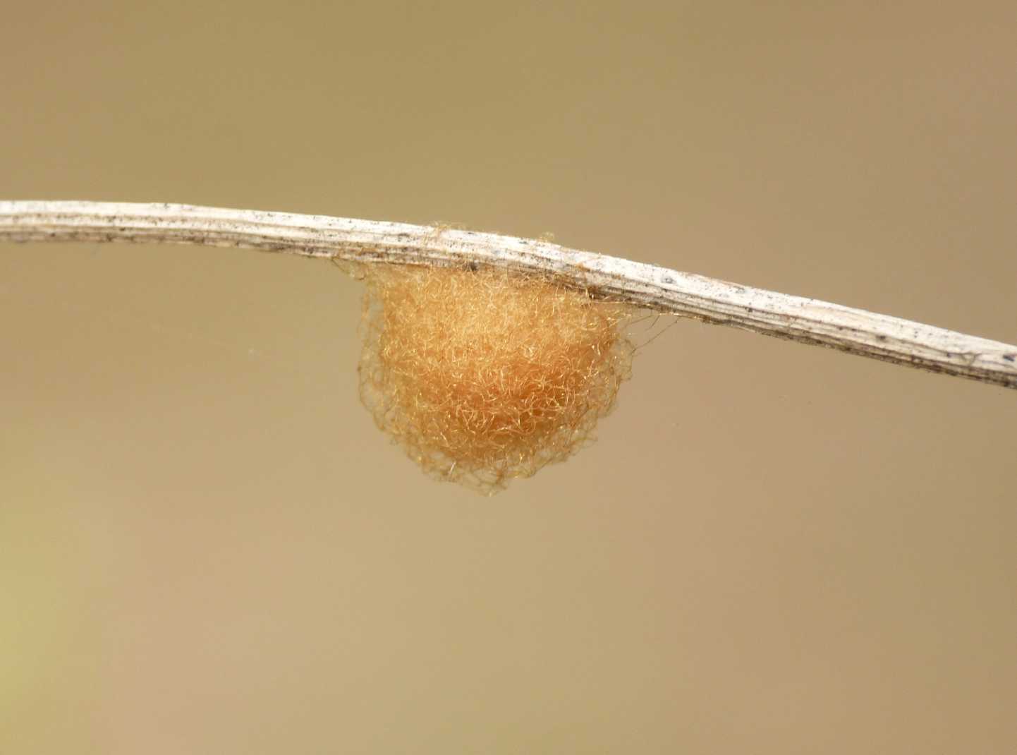 Cyclosa conica
